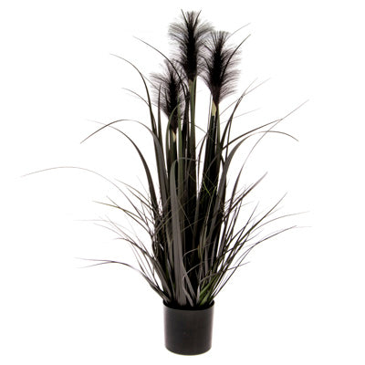 Boston International Large Black Reed Grass