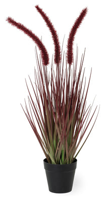 Boston International Dogtail Burgundy Small Grass