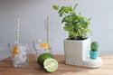 Nora Fleming Can’t Touch This (Cactus) Mini