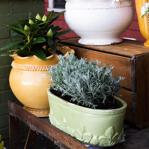 Vietri Rustic Garden Linen Basil Oval Planter